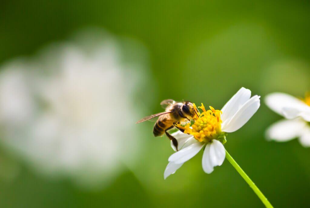 Een bij zit op een witte margriet met een geel hart en verzamelt vredig nectar. De achtergrond is vervaagd met tinten groen en hints van een andere witte bloem, wat een zachte, natuurlijke setting creëert - een scène die de angel (gestoken door een bij) verbergt die soms volgt op nauwe interactie.
