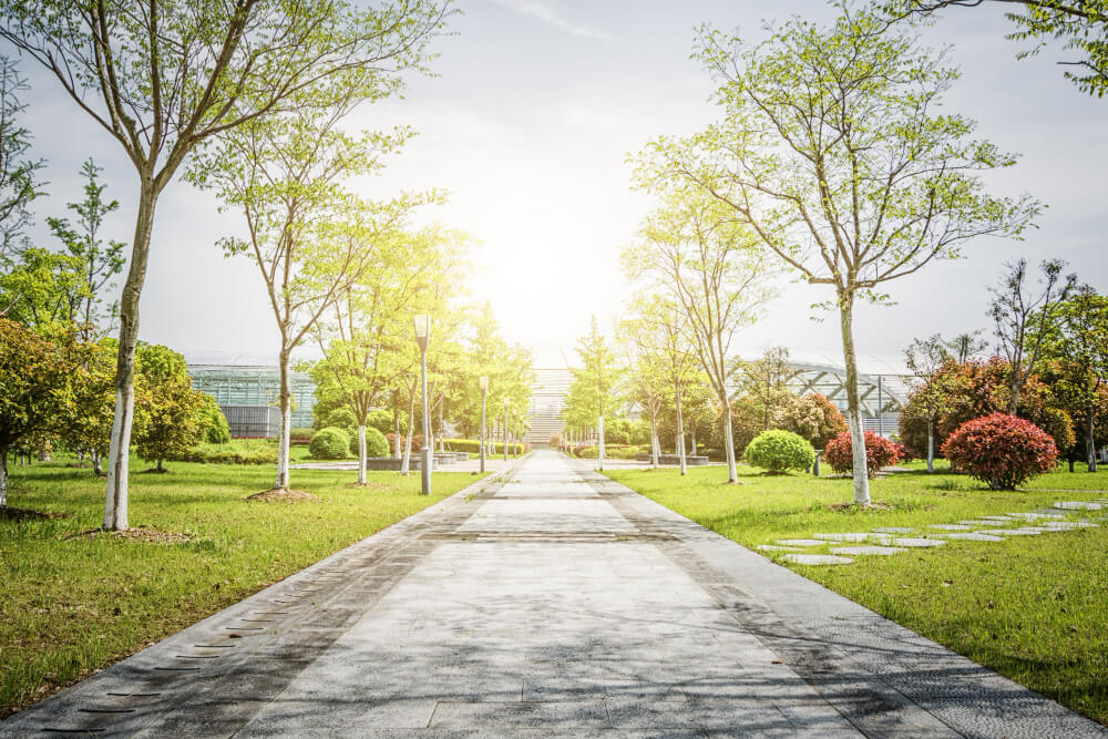 Een zonnig pad in een park met jonge bomen aan beide kanten biedt een uitnodigende sfeer. Het weelderige, groene gras en de kleurrijke struiken creëren een serene omgeving. Onder de heldere hemel is het de perfecte plek om Vijf tips om veilig de zomer door te komen in harmonie met de natuur te omarmen.